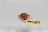 藏品(短指和尚蟹)的圖片